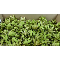 Wildlilie falfestékes olíva Z114. árcsop. 120db/krt