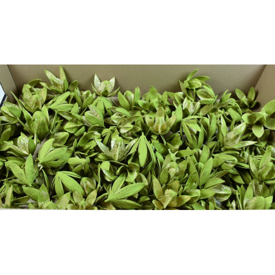 Wildlilie falfestékes olíva Z114. árcsop. 120db/krt