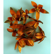 Wildlilie narancs
