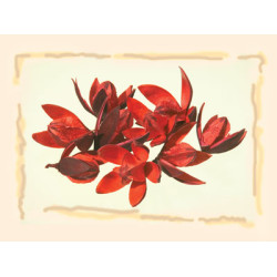 Wildlilie piros