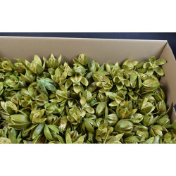 Wildlilie viaszos halványzöld Z135. árcsop. 120db/krt