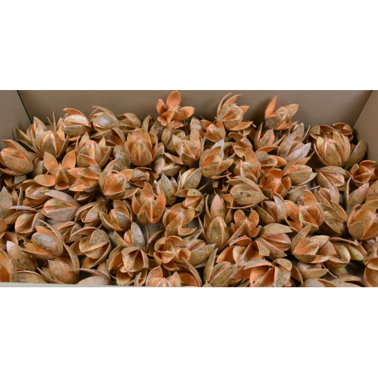Wildlilie viaszos narancs Z139. árcsop. 120db/krt