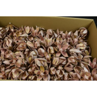 Wildlilie viaszos rózsaszín Z151. árcsop. 120db/krt